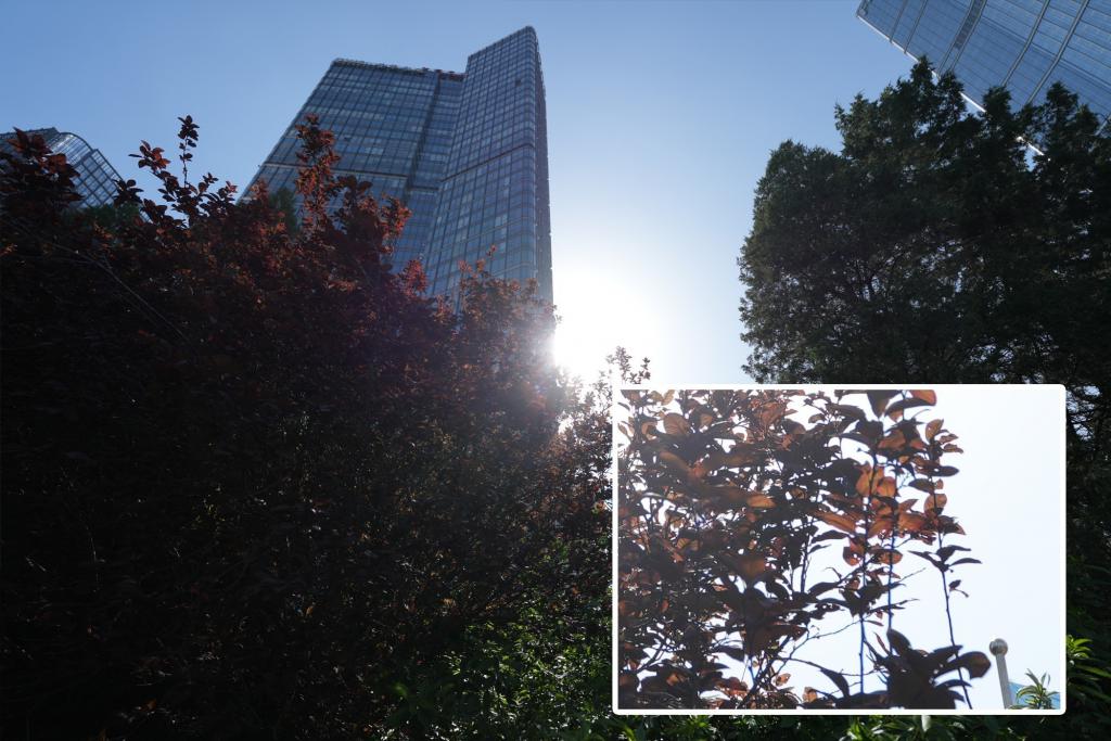 高素质大光圈便携超广角变焦 索尼 SEL1625G 镜头实拍体验